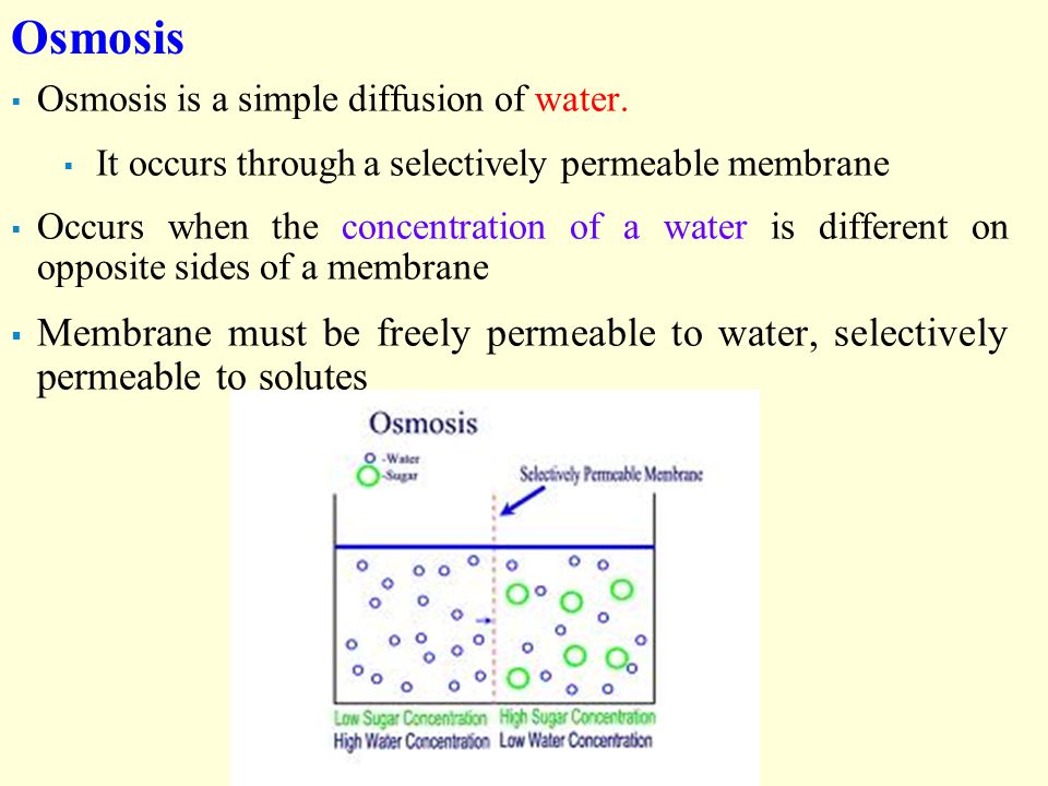 The Effect of Molecular Weight on the Rate of Diffusion of Substances Essay Sample